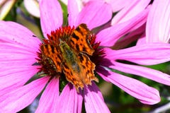 Comma Butterfly  - Polygonia c-album
