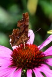 Comma Butterfly  - Polygonia c-album