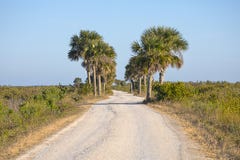 Commande de point noir, Merritt Island Wildlife Refuge photo stock Commande de point noir, Merritt Island Wildlife Refuge photo stock