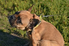 Comment protéger l'animal familier contre le coutil mord Jeune bouledogue français Jeune chien énergique sur une promenade images stock Comment protéger l'animal familier contre le coutil mord Jeune bouledogue français Jeune chien énergique sur une promenade images stock