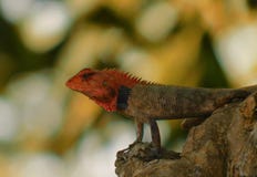 A common agama stock image A common agama stock image