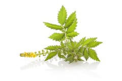Common agrimony on white. Royalty Free Stock Image Common agrimony on white. Royalty Free Stock Image