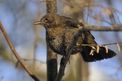 Common Blackbird Stock Images