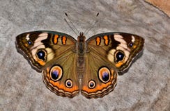 Common Buckeye butterfly resting on the ground. royalty free stock photography Common Buckeye butterfly resting on the ground. royalty free stock photography