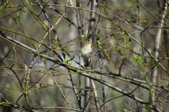 The common chiffchaff. royalty free stock photo The common chiffchaff. royalty free stock photo