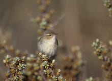 A common chiffchaff Phylloscopus collybita perched on a branch .With a beautiful clean brown and green colored background. royalty free stock photo A common chiffchaff Phylloscopus collybita perched on a branch .With a beautiful clean brown and green colored background. royalty free stock photo