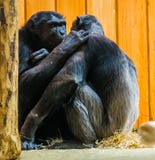 Common chimpanzee couple being very intimate together, Apes expressing love to each other, primate behavior royalty free stock images Common chimpanzee couple being very intimate together, Apes expressing love to each other, primate behavior royalty free stock images
