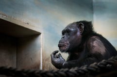 Common chimpanzee, Pan troglodytes Portrait of big iconic mammal kept in ZOO.Moving portrait of sad ape. royalty free stock photos Common chimpanzee, Pan troglodytes Portrait of big iconic mammal kept in ZOO.Moving portrait of sad ape. royalty free stock photos