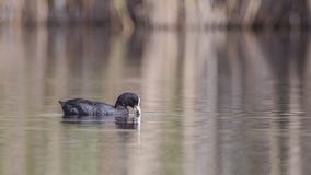Common Coot Eating Weed in Lake royalty free stock photos Common Coot Eating Weed in Lake royalty free stock photos