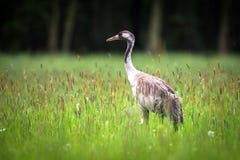 Common crane in high grass, captured near Groß Kienitz stock images Common crane in high grass, captured near Groß Kienitz stock images