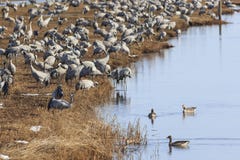Common Cranes On Field At The Lake Stock Images