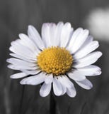 Common Daisy flower in bloom Stock Images Common Daisy flower in bloom Stock Images