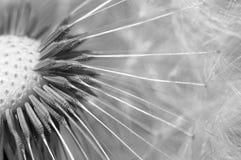 Common Dandelion - Taraxacum Stock Image