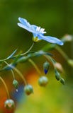 Common Flax Flower Royalty Free Stock Image Common Flax Flower Royalty Free Stock Image