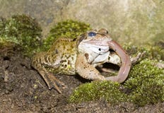 Common Frog Eating Stock Images