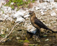 Common Grackle (Female) Royalty Free Stock Images