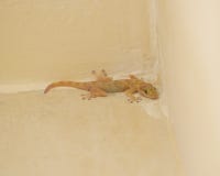 Common House Gecko On A Wall Stock Image