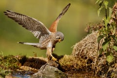 Common Kestrel Hunting Little Mouse, Falco Tinnunculus. Royalty Free Stock Images Common Kestrel Hunting Little Mouse, Falco Tinnunculus. Royalty Free Stock Images