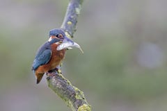 A Common Kingfisher alcedo atthis perched on a branch with a small fish in its beak. royalty free stock photos A Common Kingfisher alcedo atthis perched on a branch with a small fish in its beak. royalty free stock photos