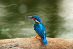 Common Kingfisher sitting on the tree trunk in river. Wildlife scene from nature, Ranthambore, India, Asia. Blue bird with orange Stock Photo Common Kingfisher sitting on the tree trunk in river. Wildlife scene from nature, Ranthambore, India, Asia. Blue bird with orange Stock Photo