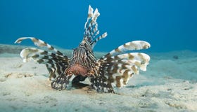 Common Lionfish On The Sandy Seabed. Stock Image