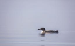 Common Loon Stock Images