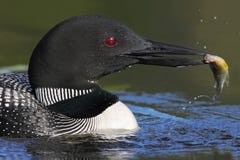 Common Loon Catching A Sunfish Royalty Free Stock Photography