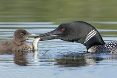 Common Loon (Gavia Immer) Feeding A Fish To Its Baby Royalty Free Stock Images