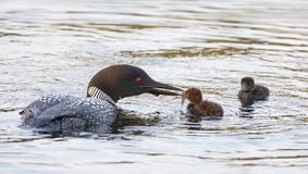 A Common Loon Gavia immer feeding its chick in Ontario, Canada royalty free stock photos A Common Loon Gavia immer feeding its chick in Ontario, Canada royalty free stock photos