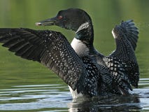 Common Loon (Gavia Immer) With A Fish Royalty Free Stock Photos