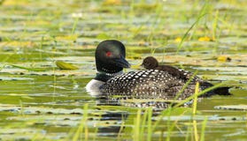 Common Loon Parent with Baby Chick Riding On Back stock photos Common Loon Parent with Baby Chick Riding On Back stock photos