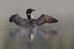 Common Loon Rising Out Of Water Royalty Free Stock Photos