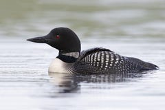 Common Loon Swimming On A Lake In Summer Royalty Free Stock Photography