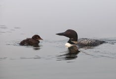 Common Loon With Chick Royalty Free Stock Photography