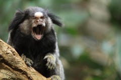 Marmoset Stock Photos - Royalty Free Images - Dreamstime