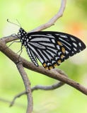 Common Mime Butterfly Up-close royalty free stock photo Common Mime Butterfly Up-close royalty free stock photo