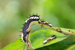 Common Mime Papilio clytia caterpillars royalty free stock photos Common Mime Papilio clytia caterpillars royalty free stock photos