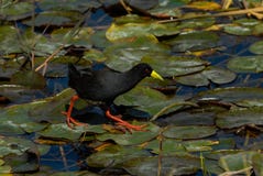 Common moorhen walking on a lake stock photos Common moorhen walking on a lake stock photos
