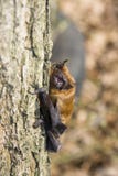 Bat on tree. Common noctule (Nyctalus noctula) on a tree royalty free stock photo Bat on tree. Common noctule (Nyctalus noctula) on a tree royalty free stock photo