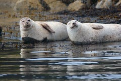 Common Seals Stock Photo Common Seals Stock Photo