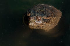 Common Snapping Turtle - Chelydra serpentina royalty free stock photography Common Snapping Turtle - Chelydra serpentina royalty free stock photography