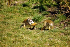 Common Squirrel Monkey Stock Photo Common Squirrel Monkey Stock Photo