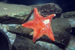 Common Starfish. Royalty Free Stock Photo