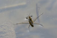 Common Water Strider Royalty Free Stock Images