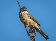 Common Whitethroat stock photography Common Whitethroat stock photography