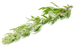 Common Wormwood (Artemisia Vulgaris) Royalty Free Stock Images Common Wormwood (Artemisia Vulgaris) Royalty Free Stock Images