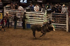 Competiam profissional do cavaleiro de Bull em Madison Square Garden imagens de stock Competiam profissional do cavaleiro de Bull em Madison Square Garden imagens de stock