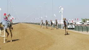 Competência de camelo em Dubai vídeos de arquivo Competência de camelo em Dubai vídeos de arquivo