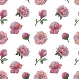 A composi??o das flores da pe?nia Teste padr?o sem emenda da aquarela das flores Teste padr?o bot?nico Pe?nias da aquarela ilustração stock A composi??o das flores da pe?nia Teste padr?o sem emenda da aquarela das flores Teste padr?o bot?nico Pe?nias da aquarela ilustração stock