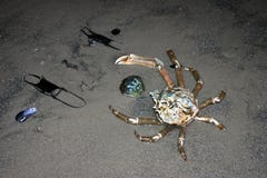 Composition of crab, eggs and shellfish stingray on the beach stock photography Composition of crab, eggs and shellfish stingray on the beach stock photography